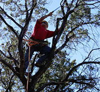 City of Austin Urban Forestry Crew Leader Mauricio Segura performs in Forklift Danceworks' The Trees of Govalle. Photo by courtesy of Forklift Danceworks.