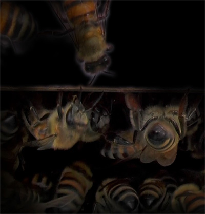 Allison Hunter, still from Bee Presence, color video with sound, 2015.