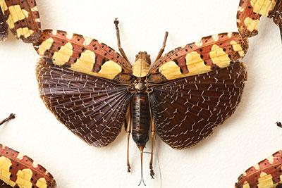 Detail: Jennifer Angus, Silver Wings and Golden Tales, Insects, Resin, Cloth, 12’ x 10’ and 13’10“ x 10’ (two walls), 2016.